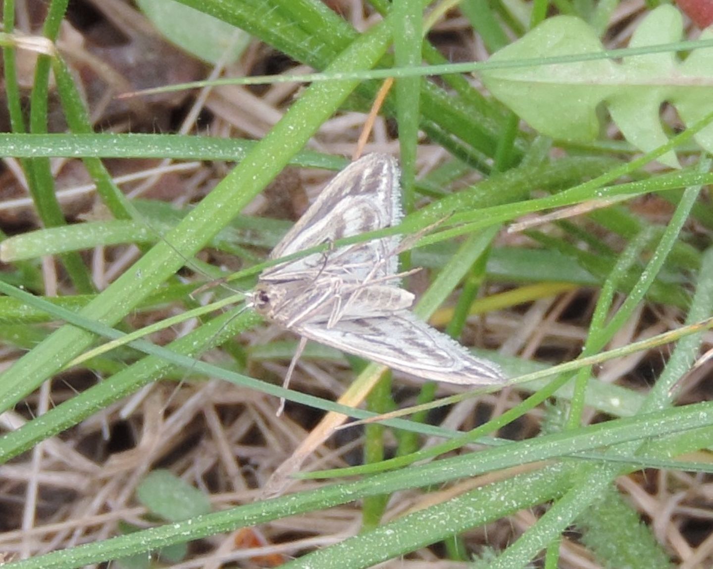 Geometridae da identificare - No, Crambidae: Sitochroa verticalis