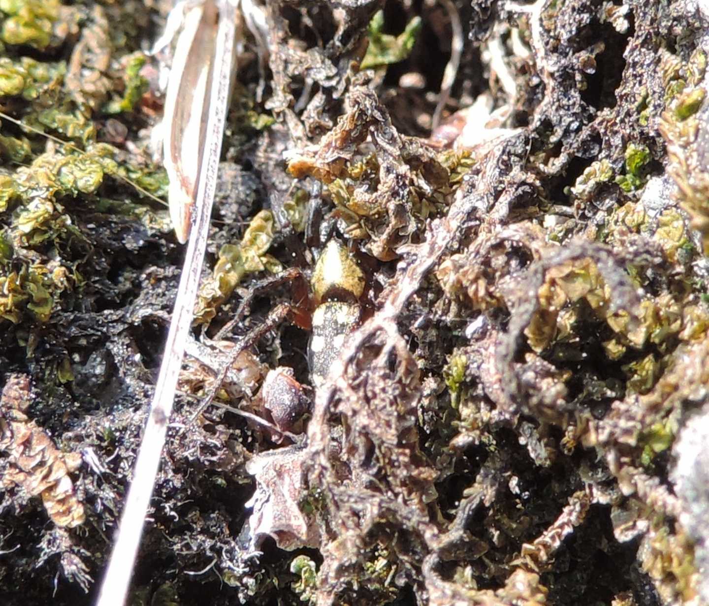 Gnaphosidae:  Callilepis sp.  -  Salbertrand (TO)