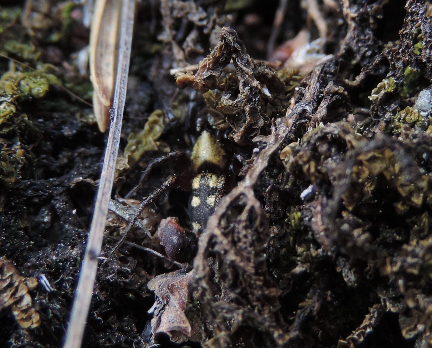 Gnaphosidae:  Callilepis sp.  -  Salbertrand (TO)