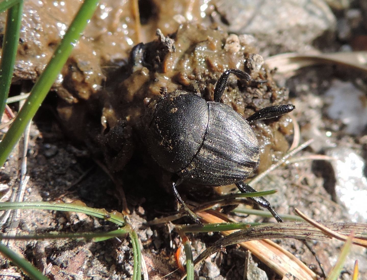 Scarabaeidae:  Sisyphus schaefferi?   Sì  !