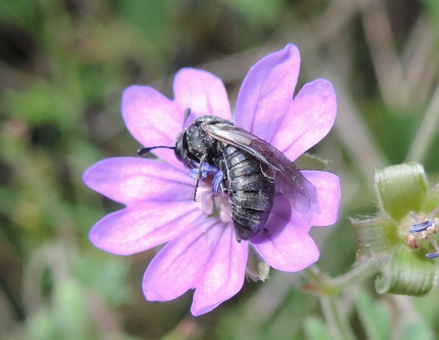 Cimbicidae: Corynis obscura