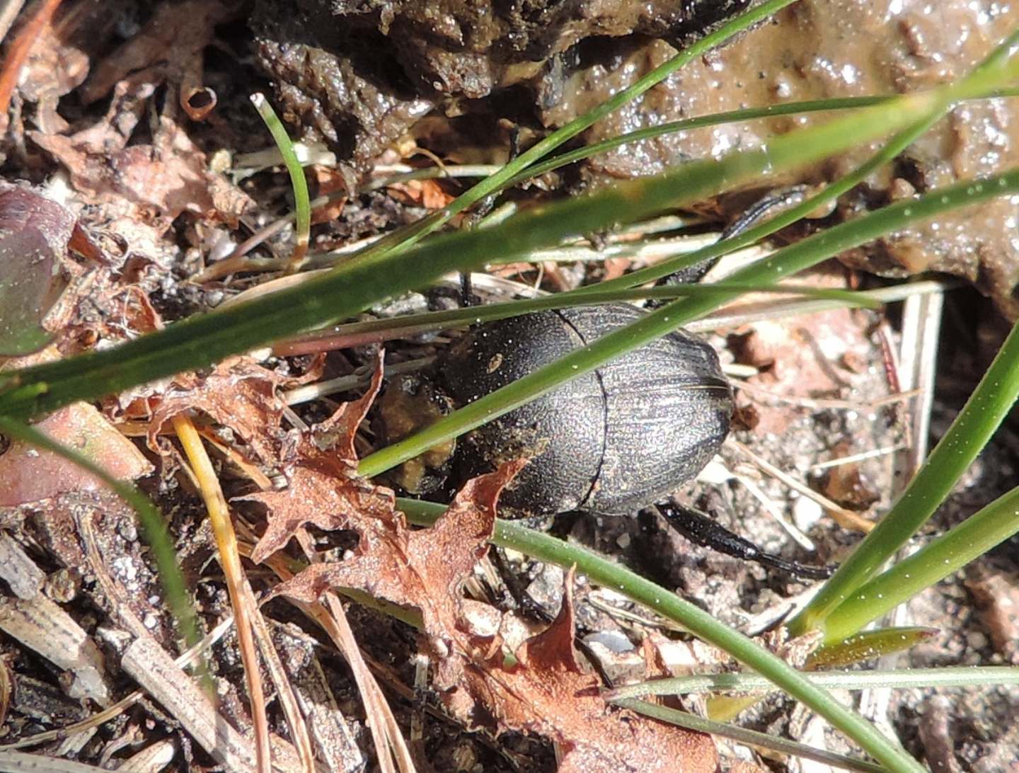Scarabaeidae:  Sisyphus schaefferi?   Sì  !