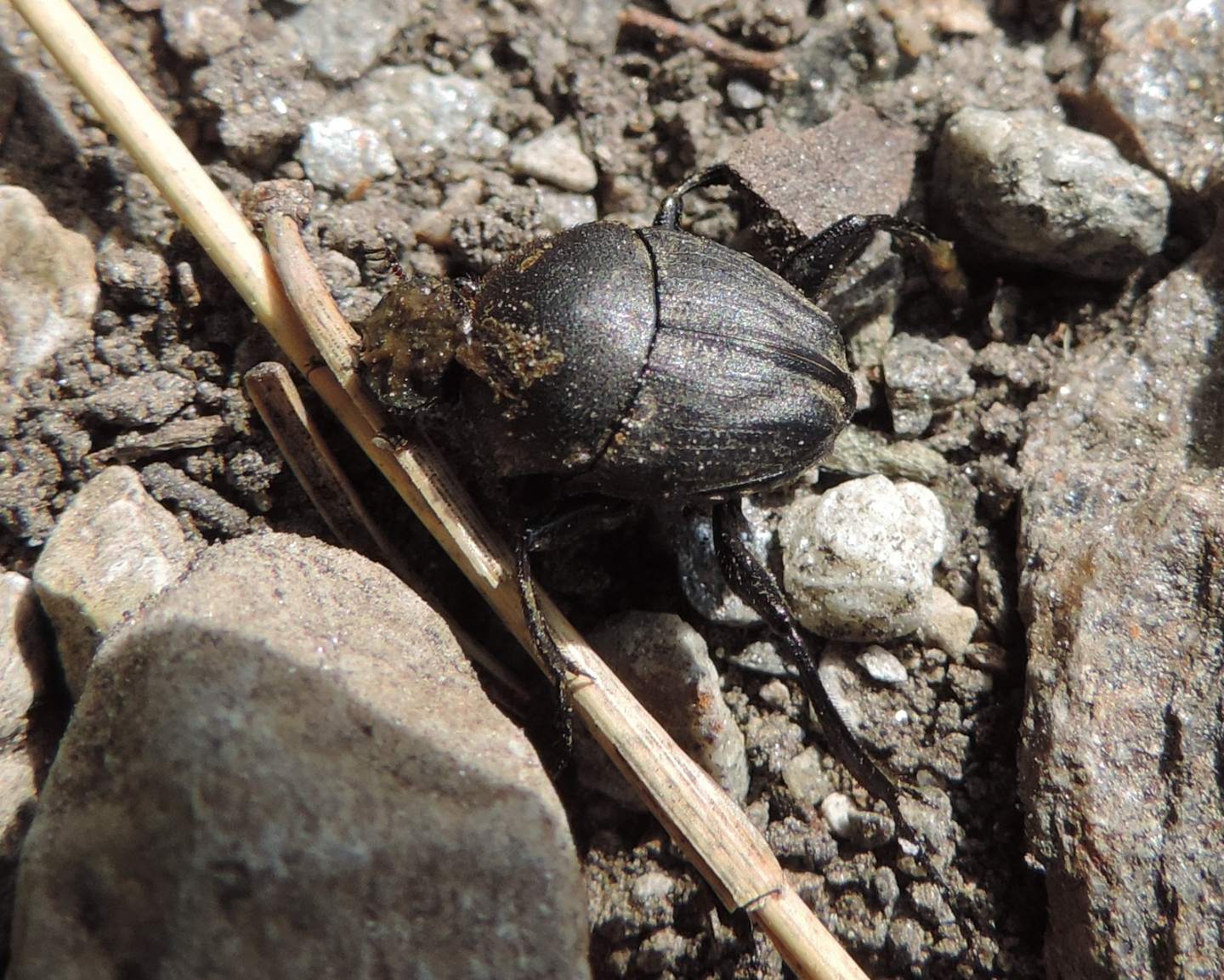 Scarabaeidae:  Sisyphus schaefferi?   Sì  !