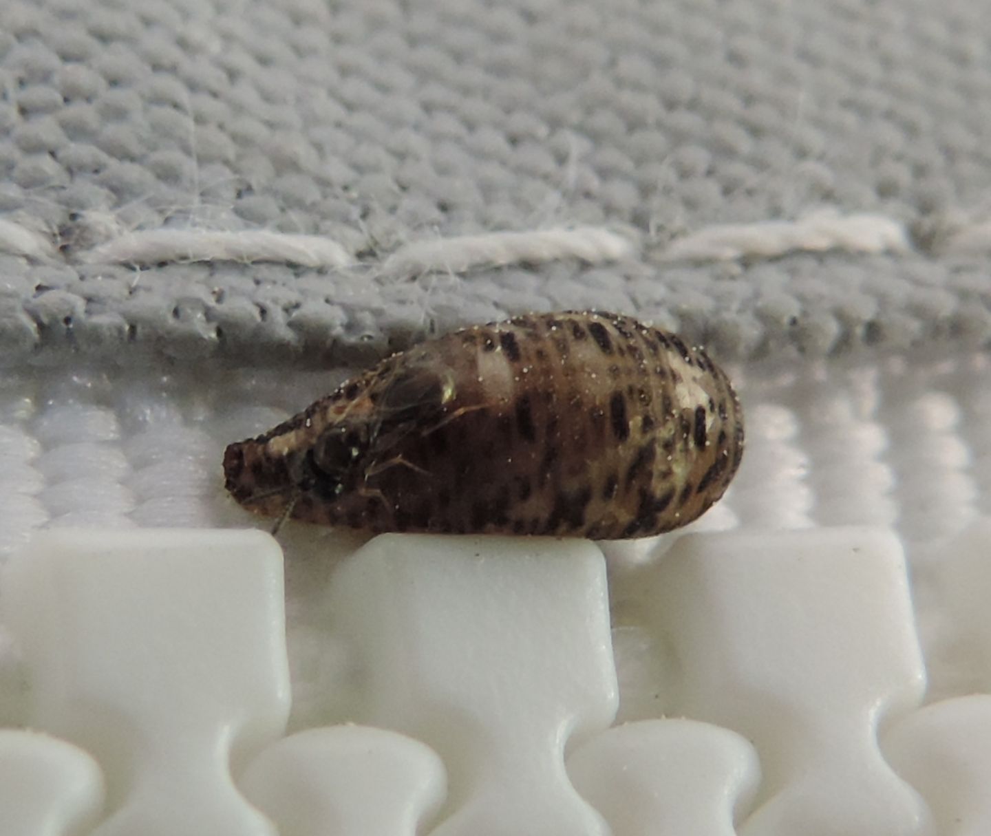 Pteromalidae in azione su pupa di dittero Syrphidae