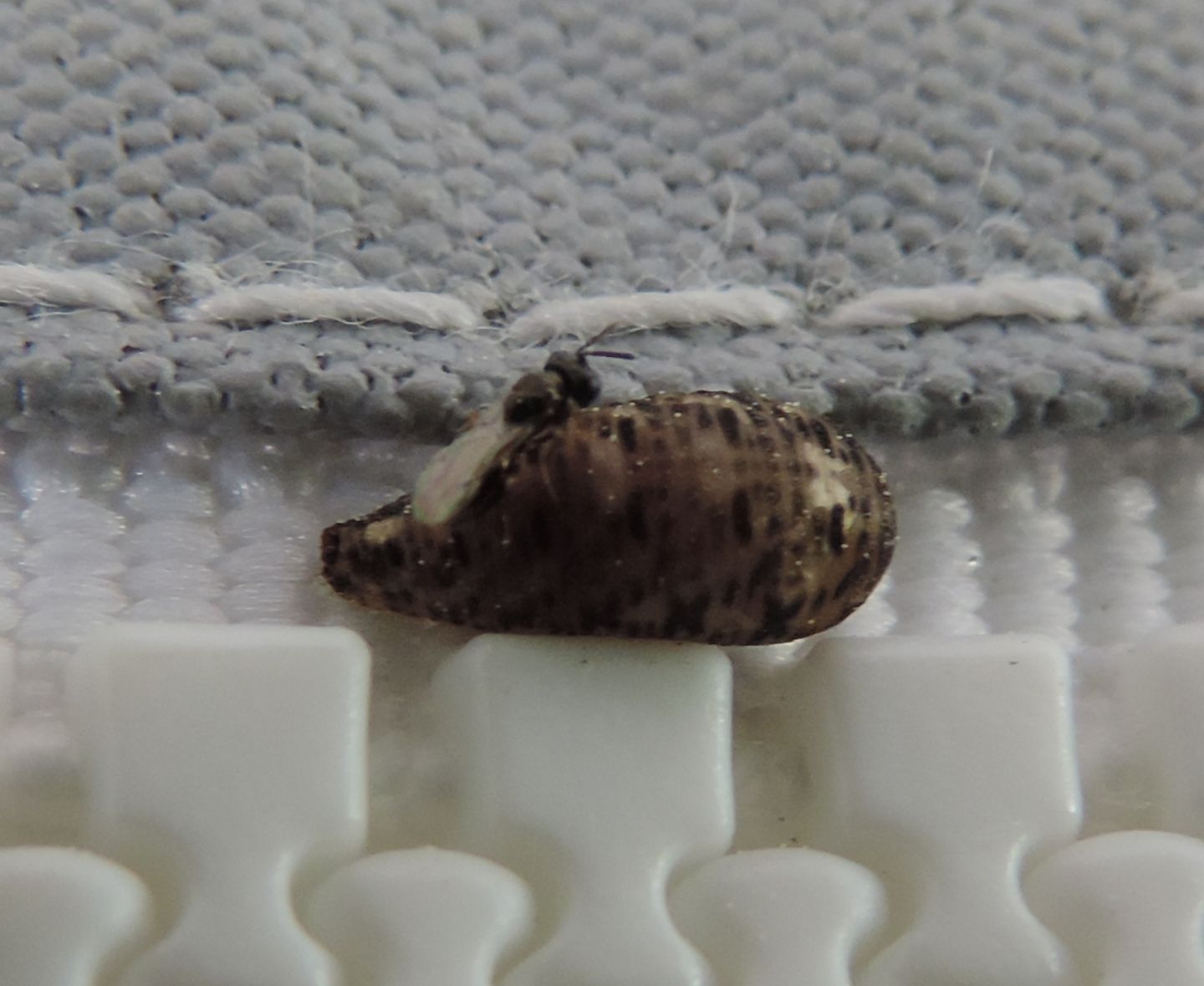 Pteromalidae in azione su pupa di dittero Syrphidae