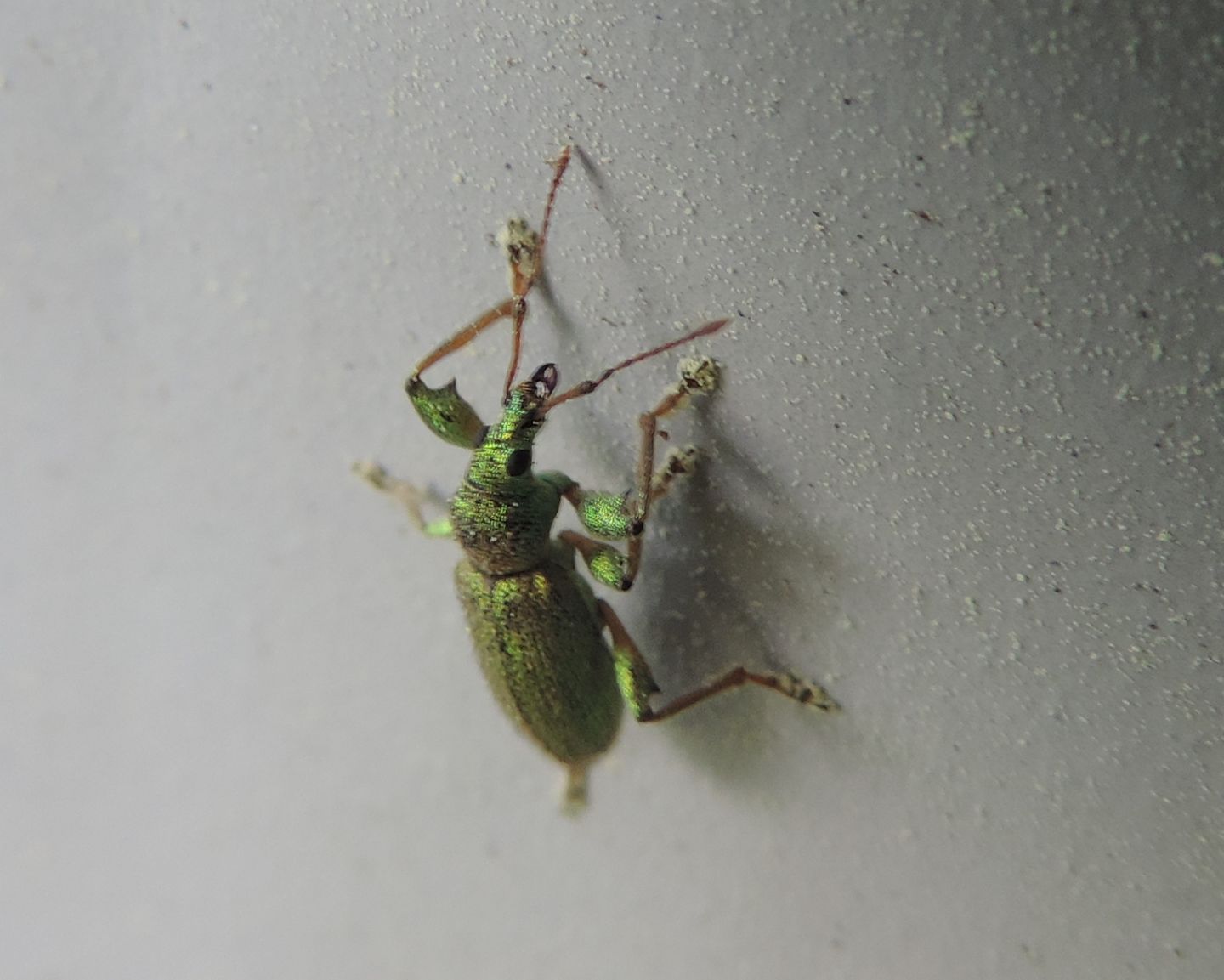 Curculionidae:  Phyllobius arborator?   S !