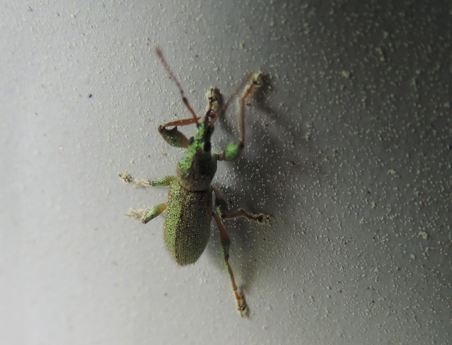 Curculionidae:  Phyllobius arborator?   S !
