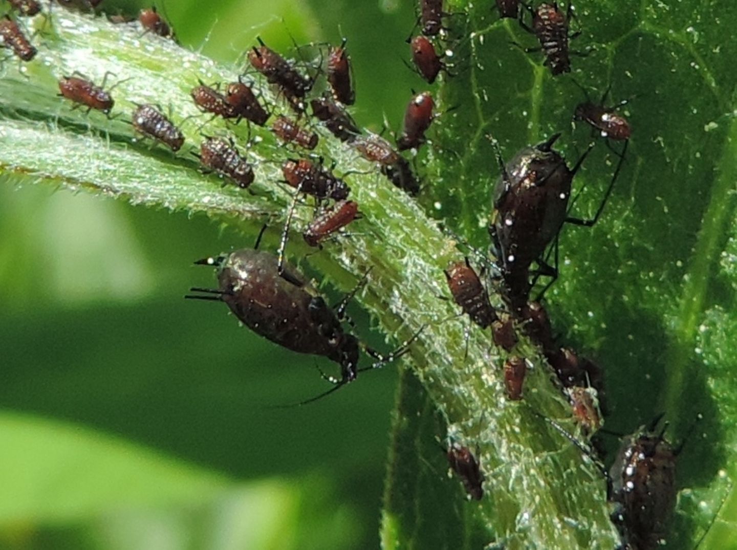 Uroleucon jaceae (Aphididae)