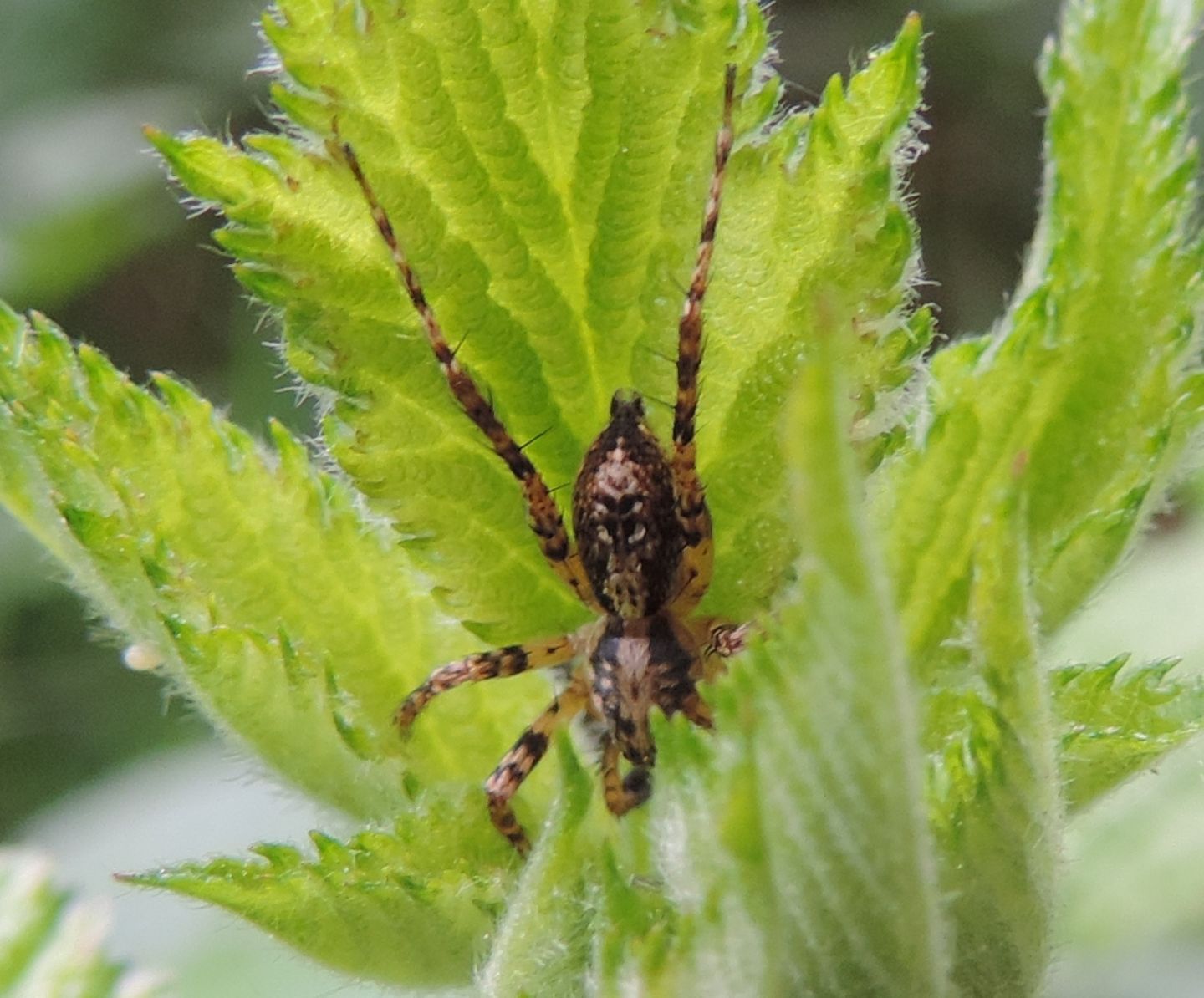 Anyphaena sp.  - Parco La Mandria (TO)