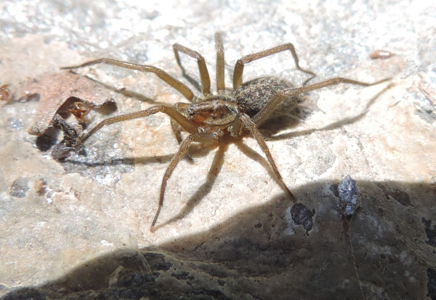 Agelenidae:  Eratigena sp.   - Salbertrand (TO)