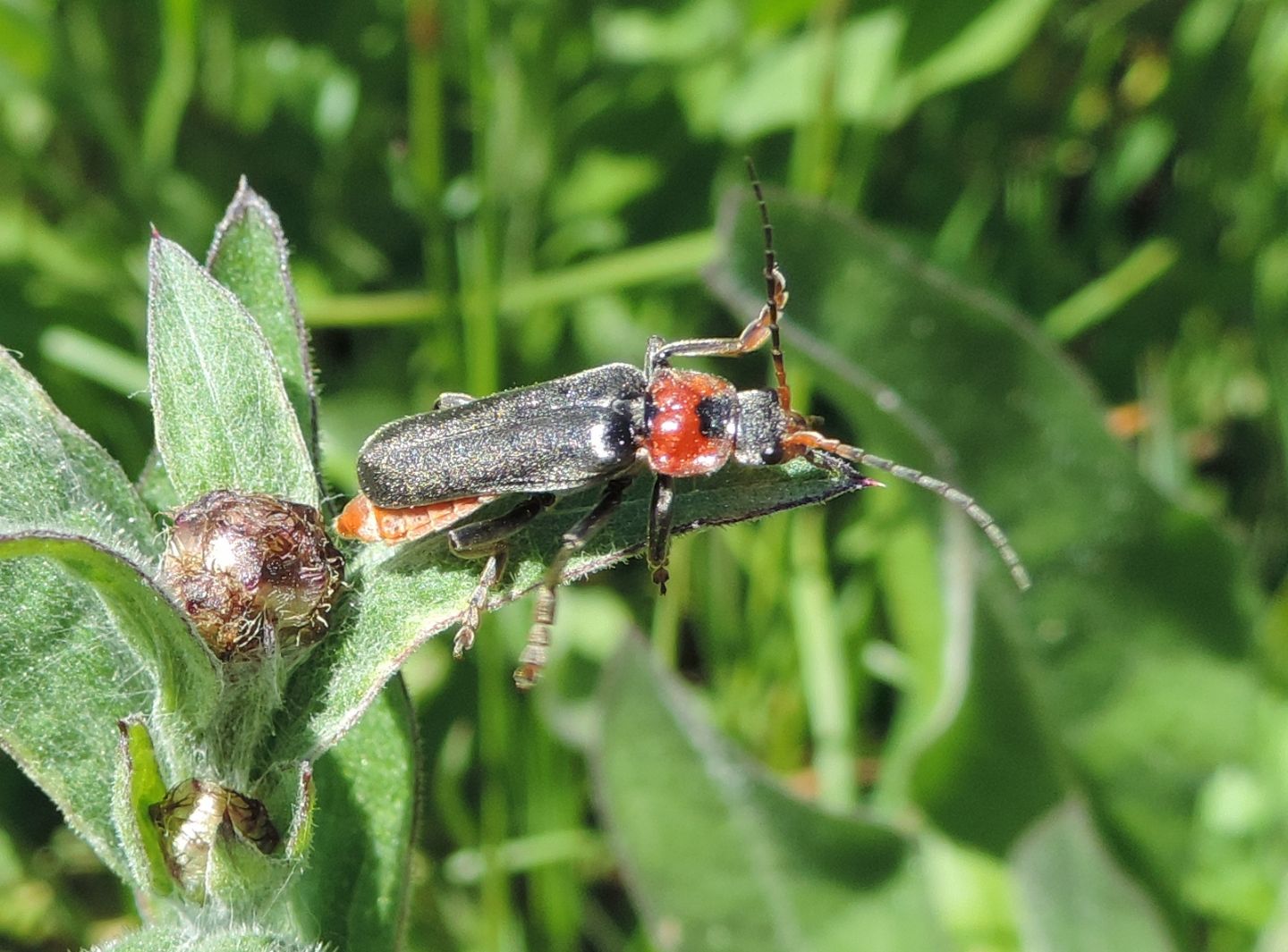 Ancora Cantharis fusca?  S !