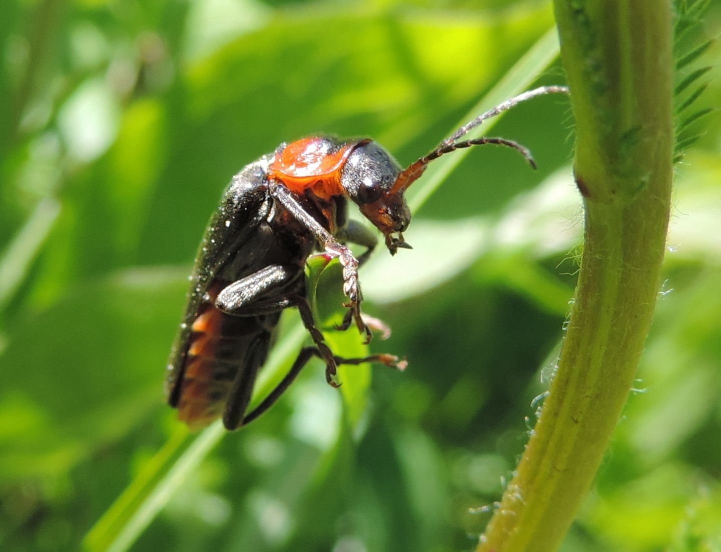 Ancora Cantharis fusca?  S !