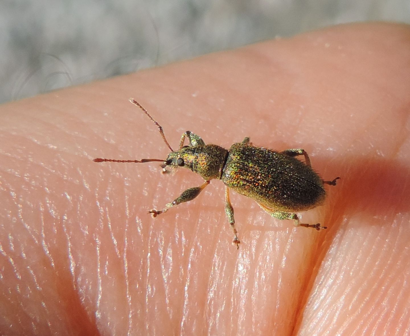 Curculionidae:  Phyllobius arborator e Polydrusus (pallidus e cervinus)