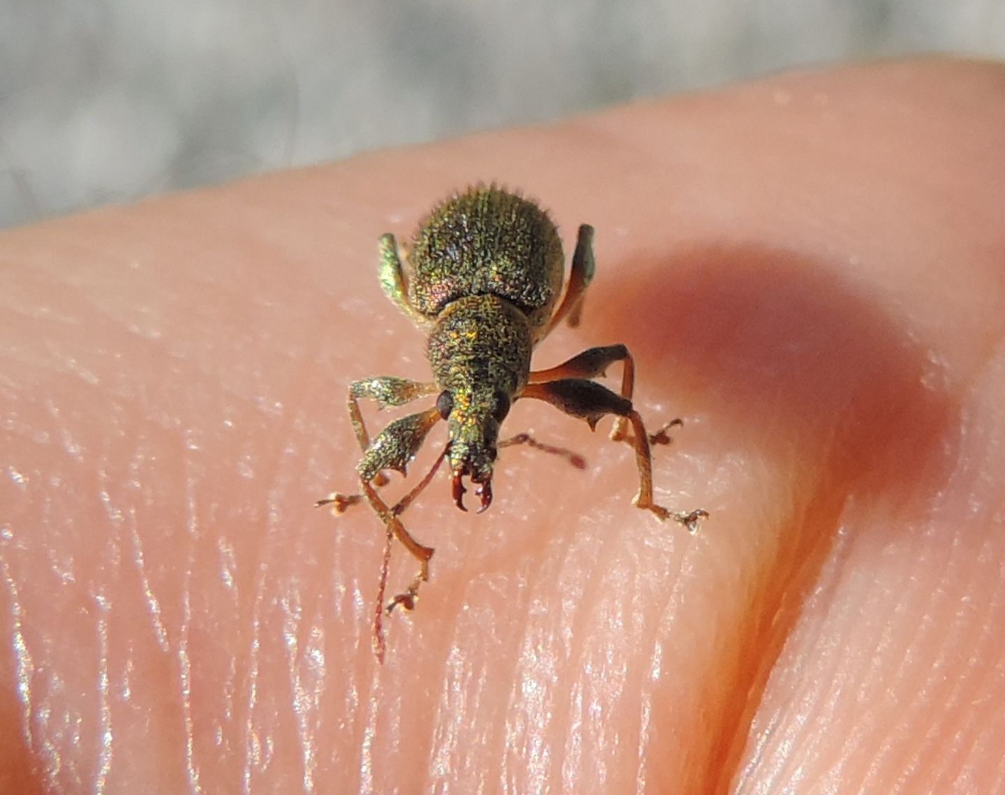 Curculionidae:  Phyllobius arborator e Polydrusus (pallidus e cervinus)