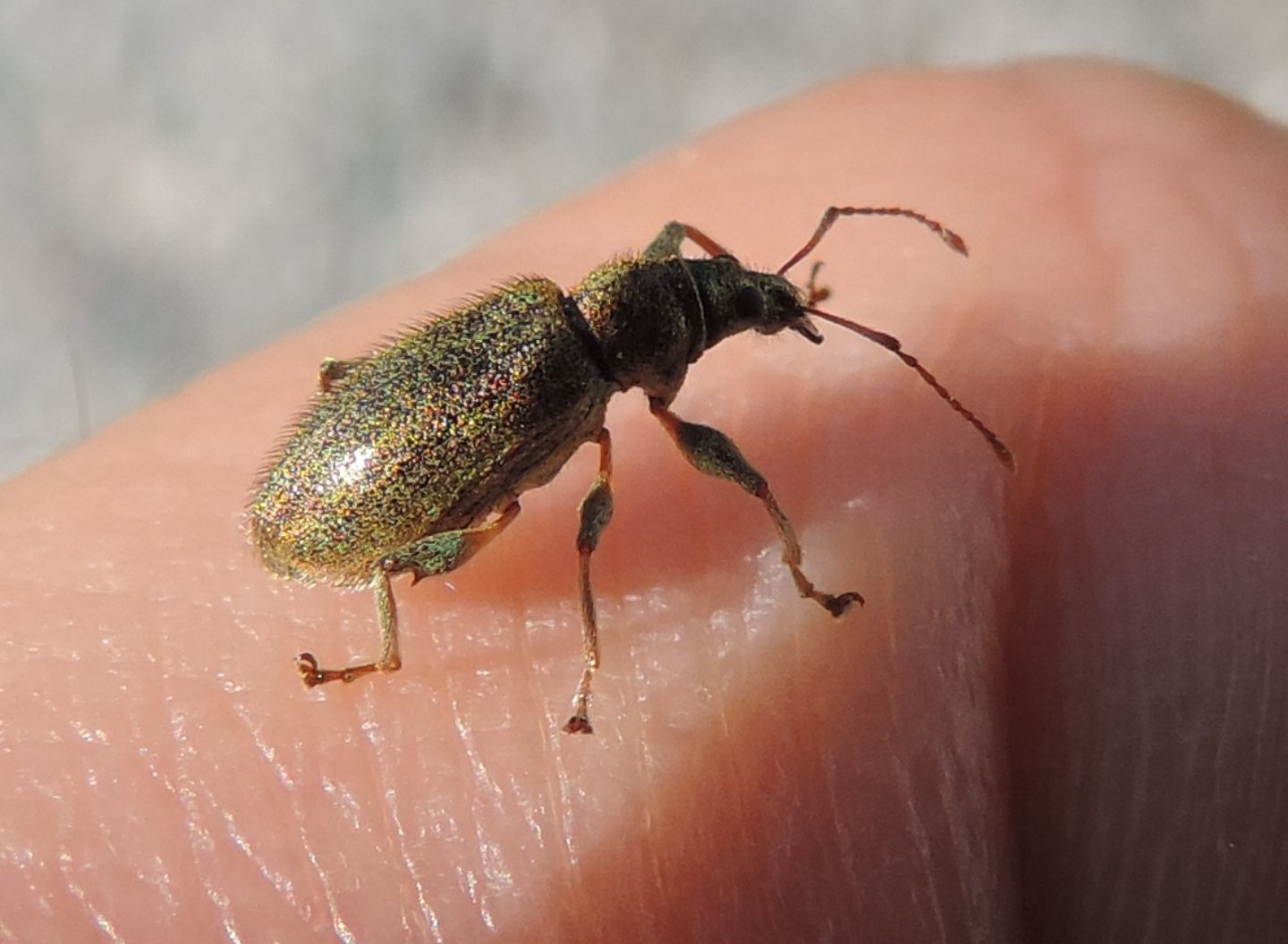 Curculionidae:  Phyllobius arborator e Polydrusus (pallidus e cervinus)