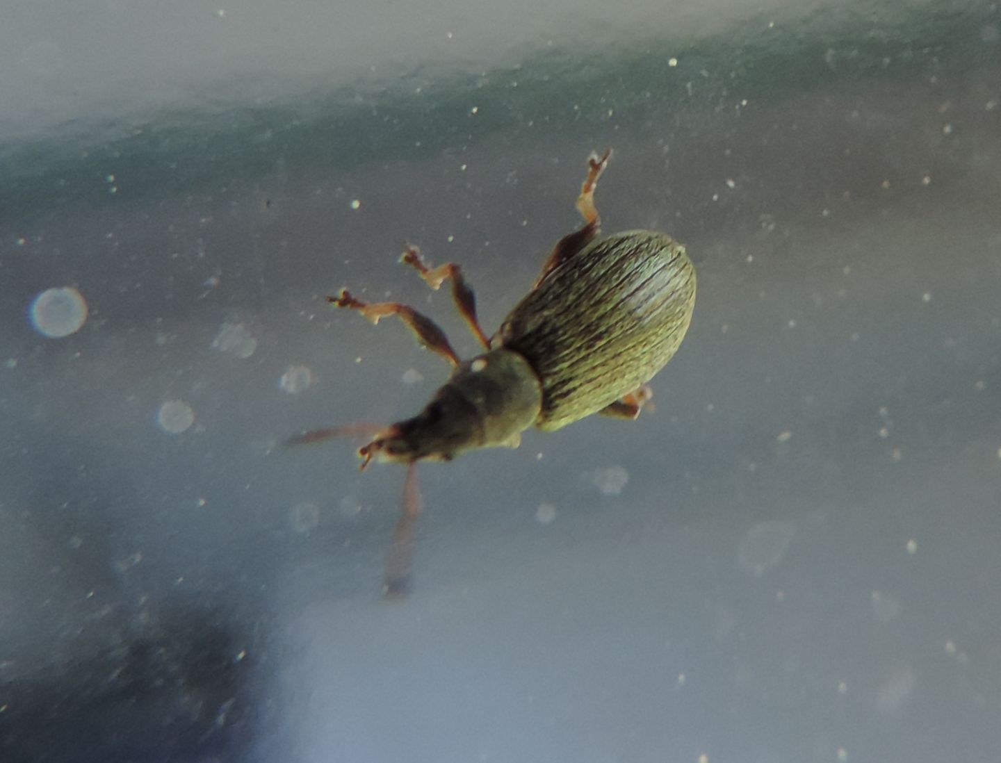 Curculionidae:  Phyllobius arborator e Polydrusus (pallidus e cervinus)