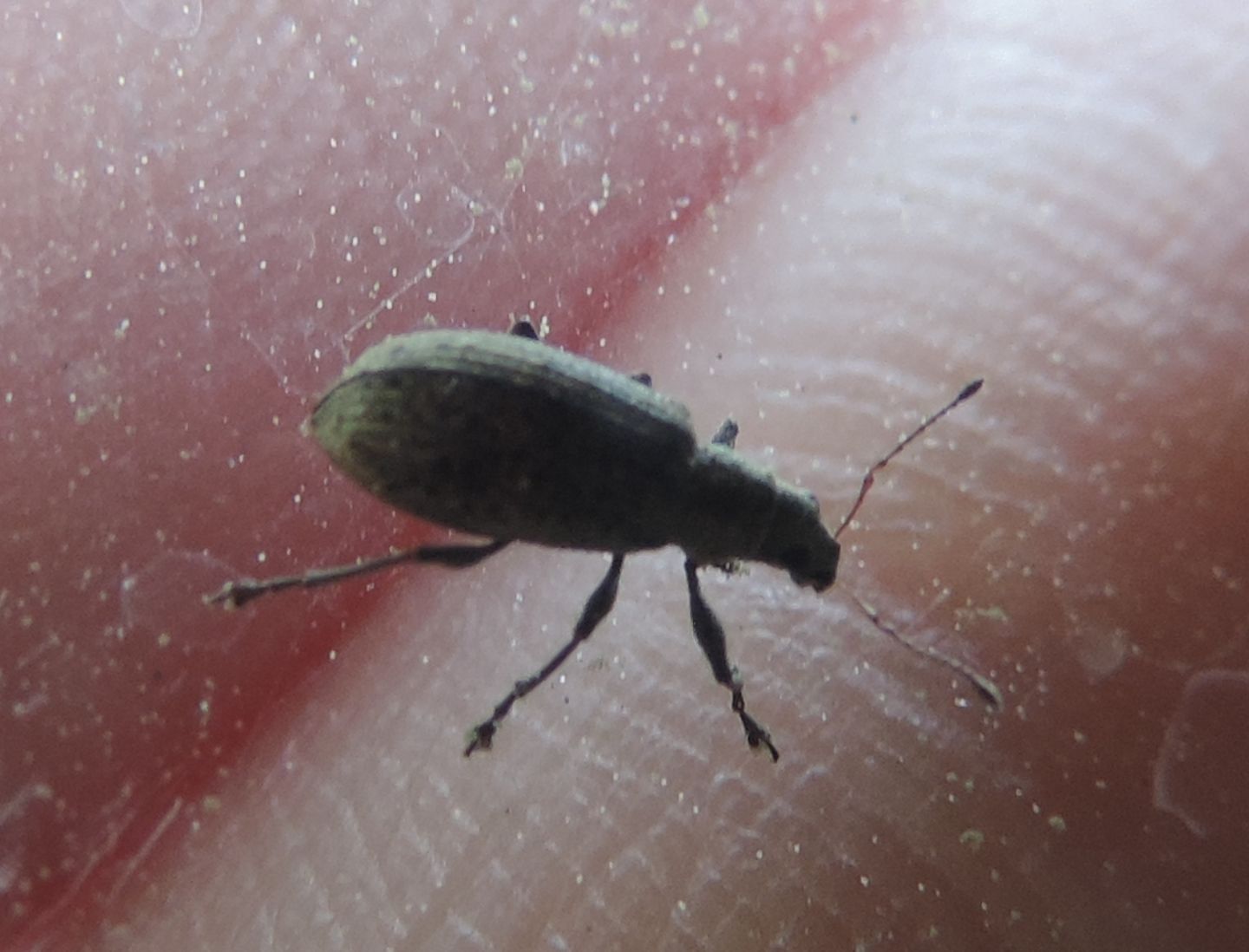 Curculionidae:  Phyllobius arborator e Polydrusus (pallidus e cervinus)