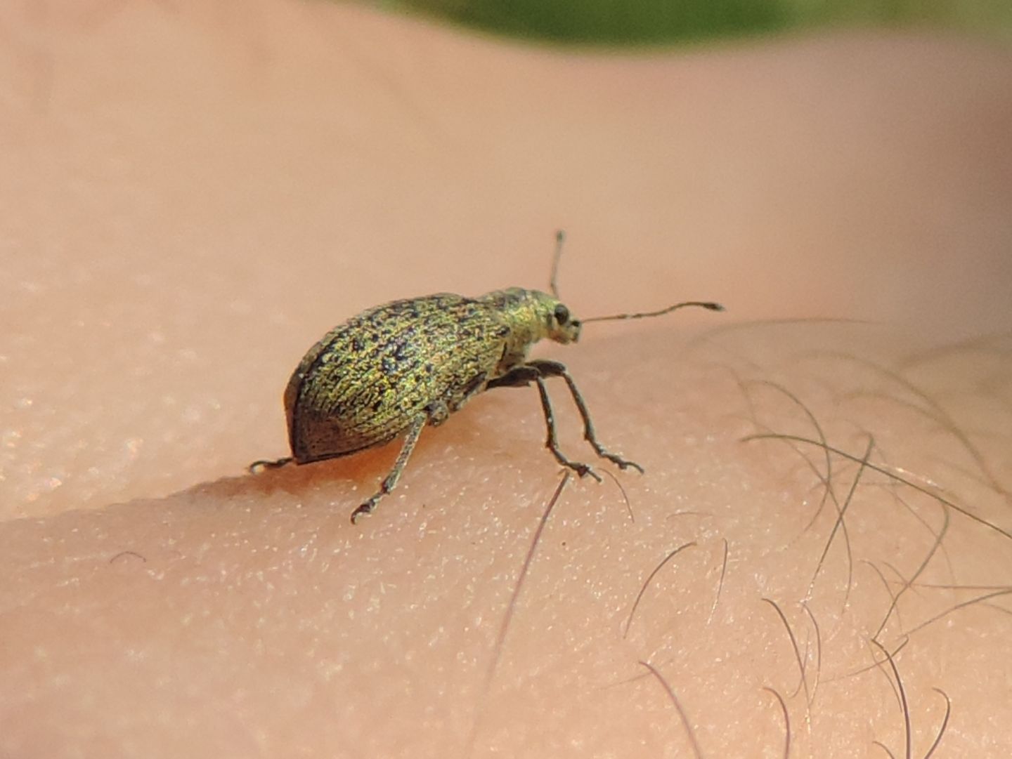 Curculionidae:  Phyllobius arborator e Polydrusus (pallidus e cervinus)