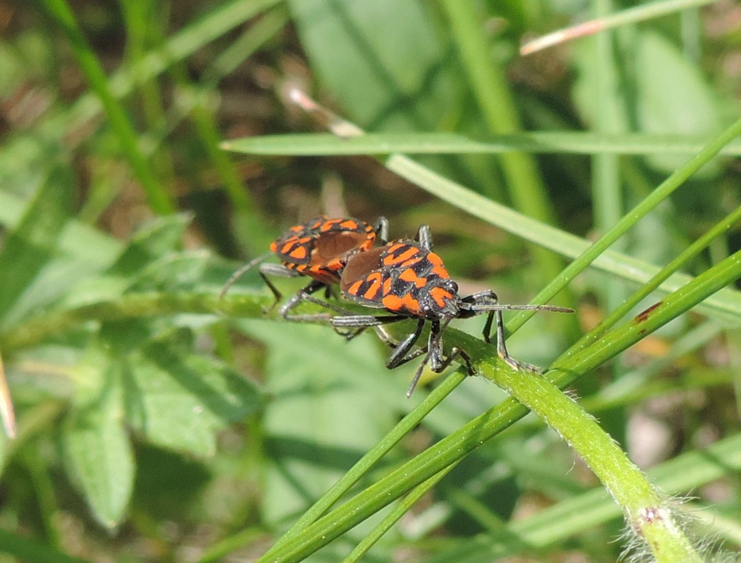 Lygaeidae:  Spilostethus saxatilis?   Sì !