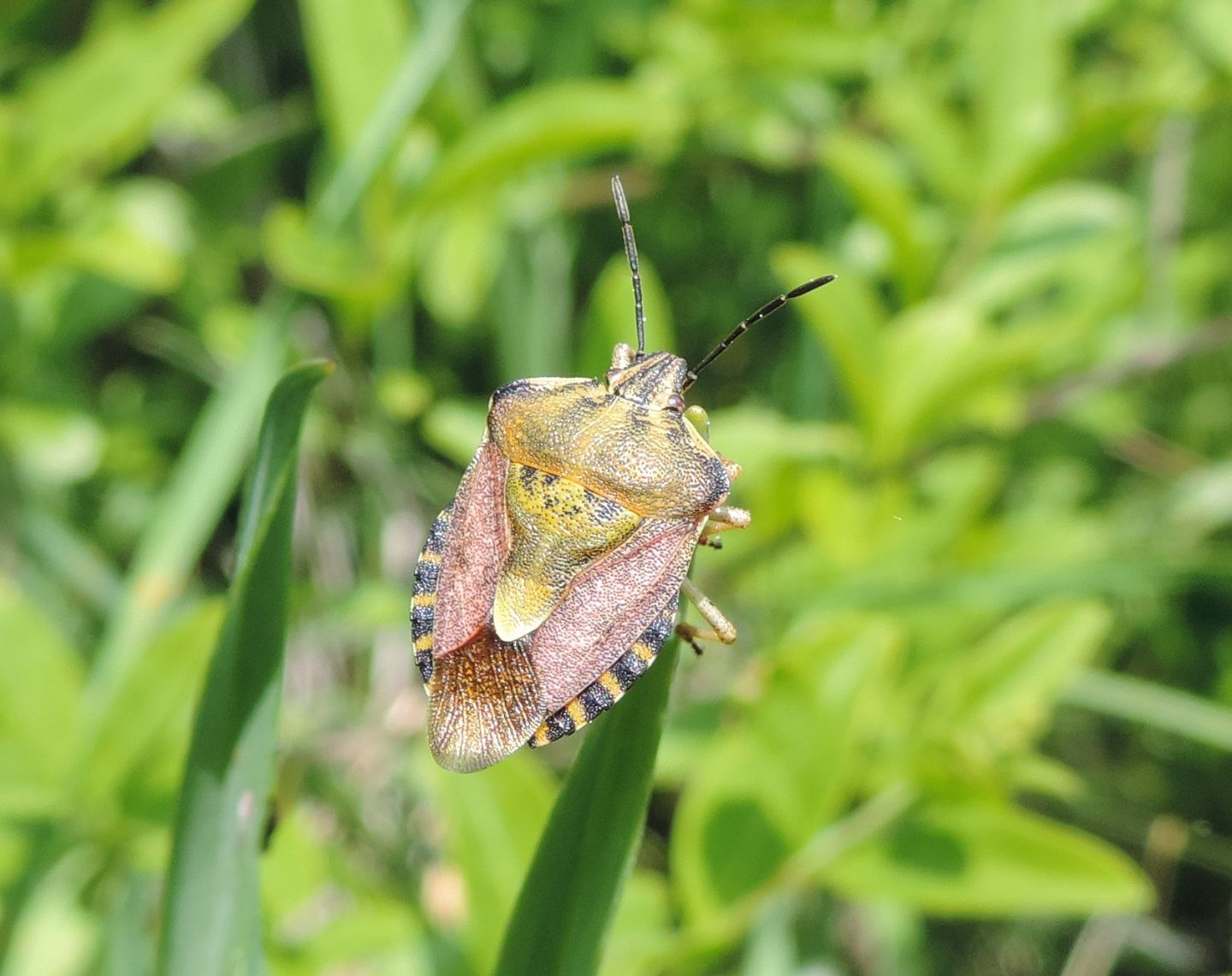 Carpocoris pudicus?  S !