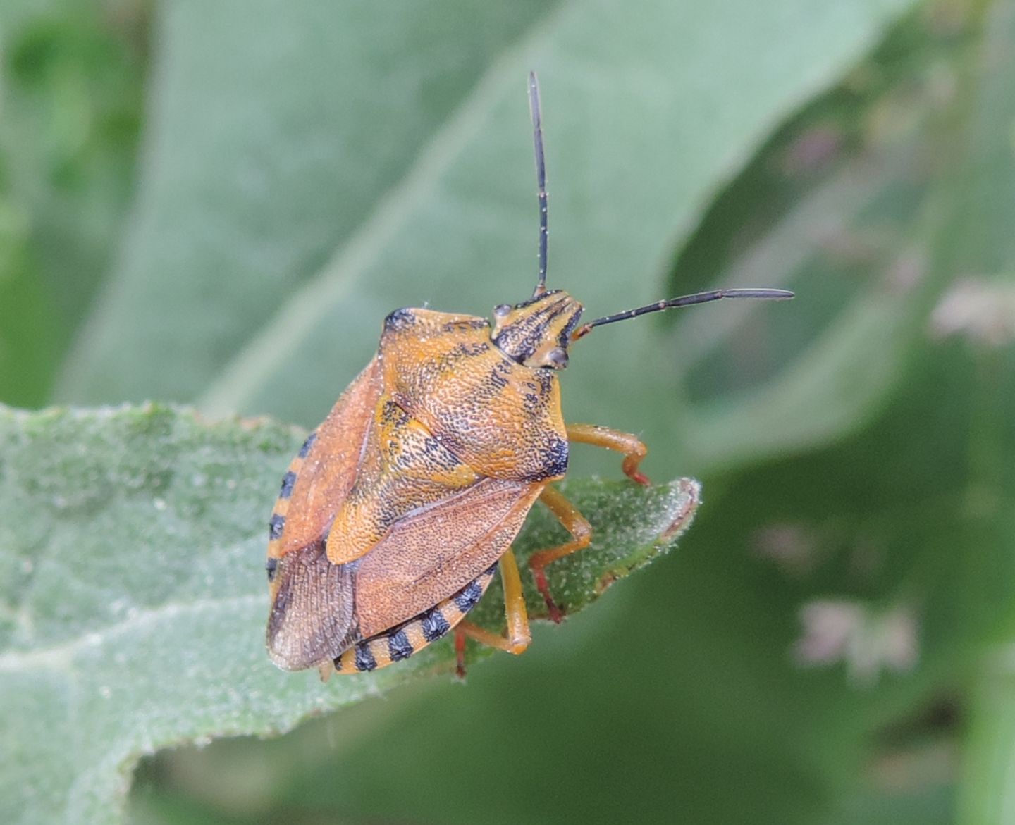Carpocoris pudicus?  S !