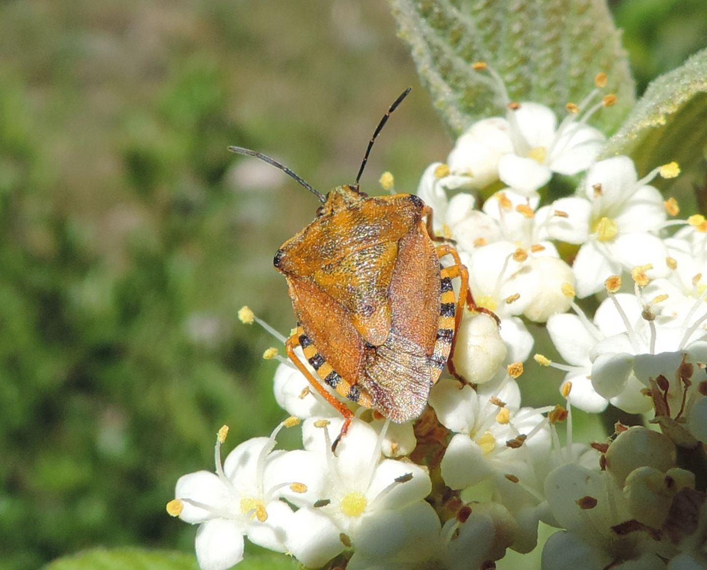 Carpocoris pudicus?  S !