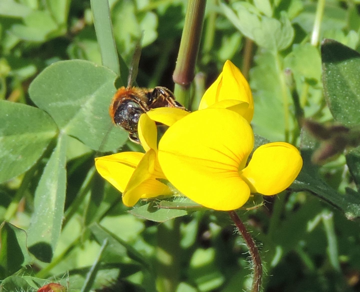 Andrena?  No, Osmia ferruginea, femmina  (Apidae Megachilinae)