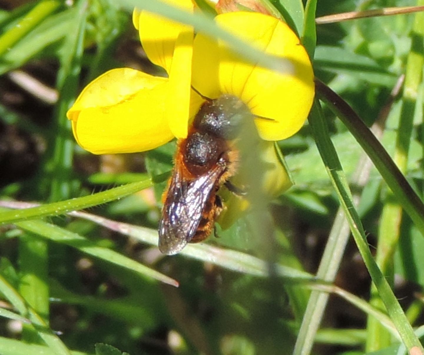 Andrena?  No, Osmia ferruginea, femmina  (Apidae Megachilinae)