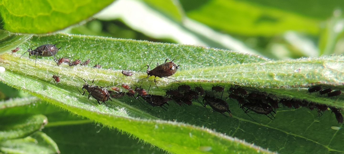 Uroleucon jaceae (Aphididae)