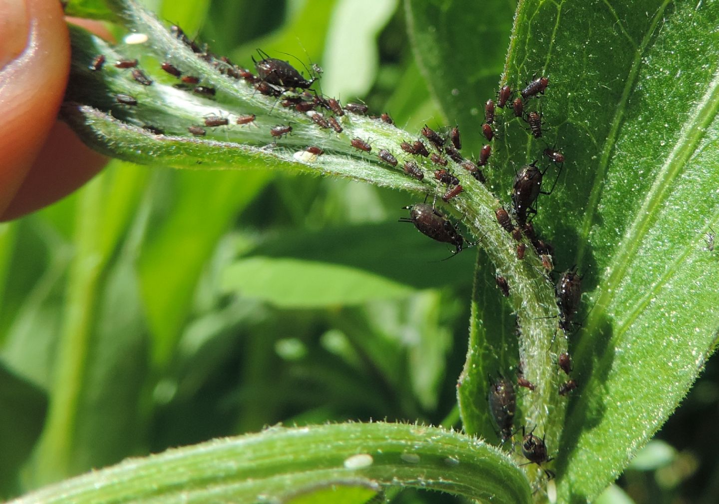 Uroleucon jaceae (Aphididae)