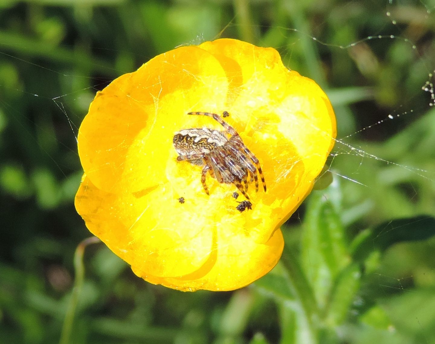 Araneidae: Aculepeira ceropegia  - Salbertrand (TO)