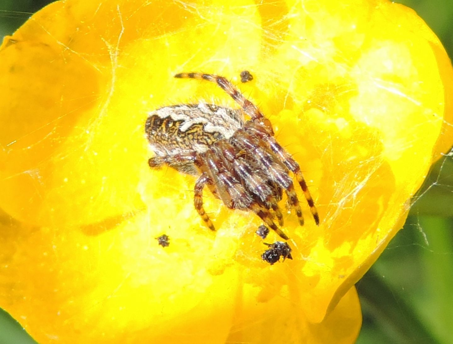 Araneidae: Aculepeira ceropegia  - Salbertrand (TO)