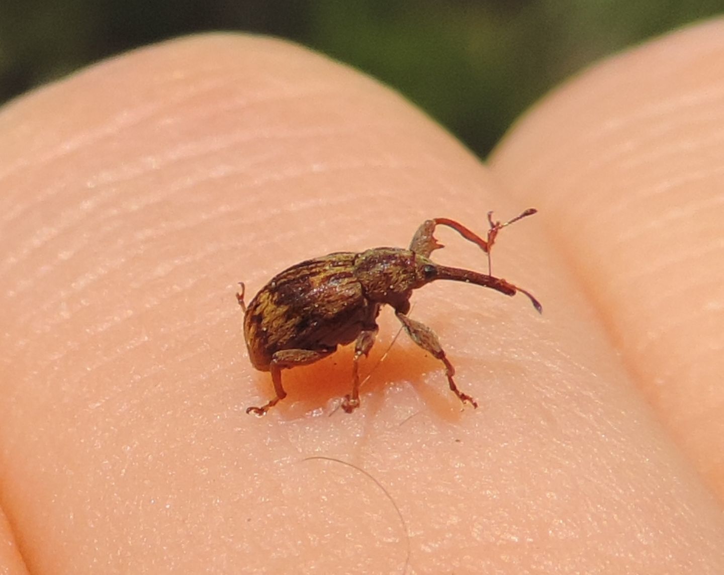 Curculionidae: Anthonomus (Furcipus) rectirostris