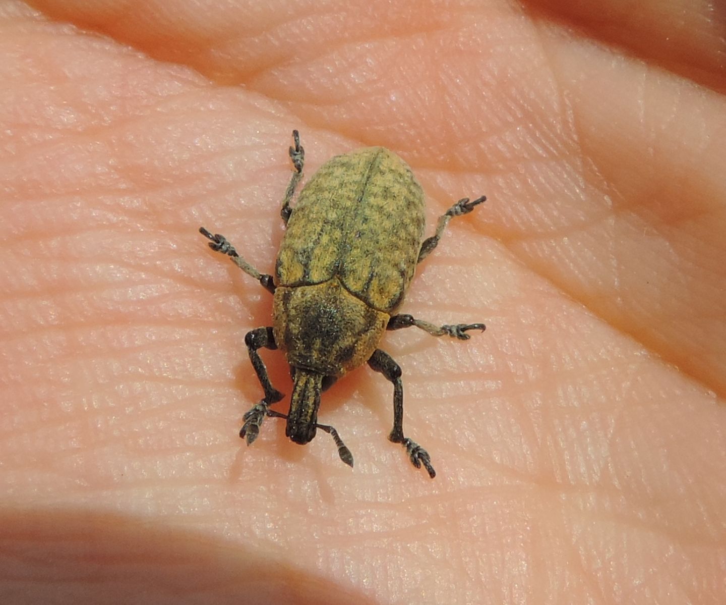 Curculionidae: Larinus pollinis