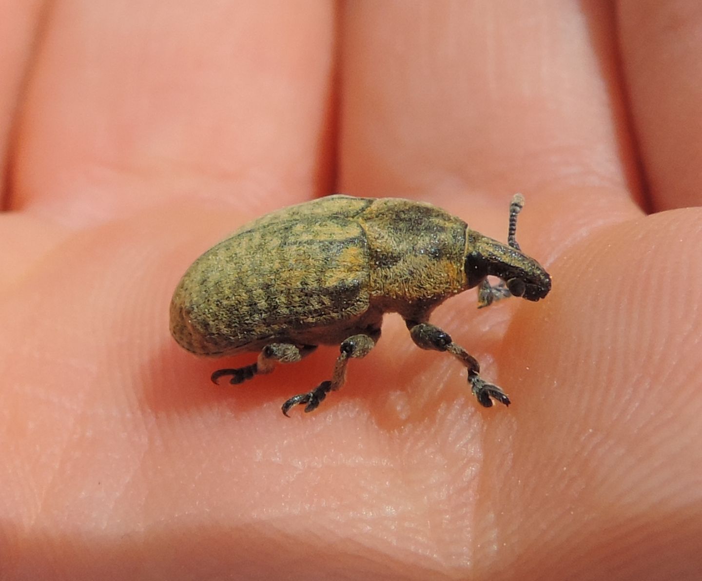 Curculionidae: Larinus pollinis