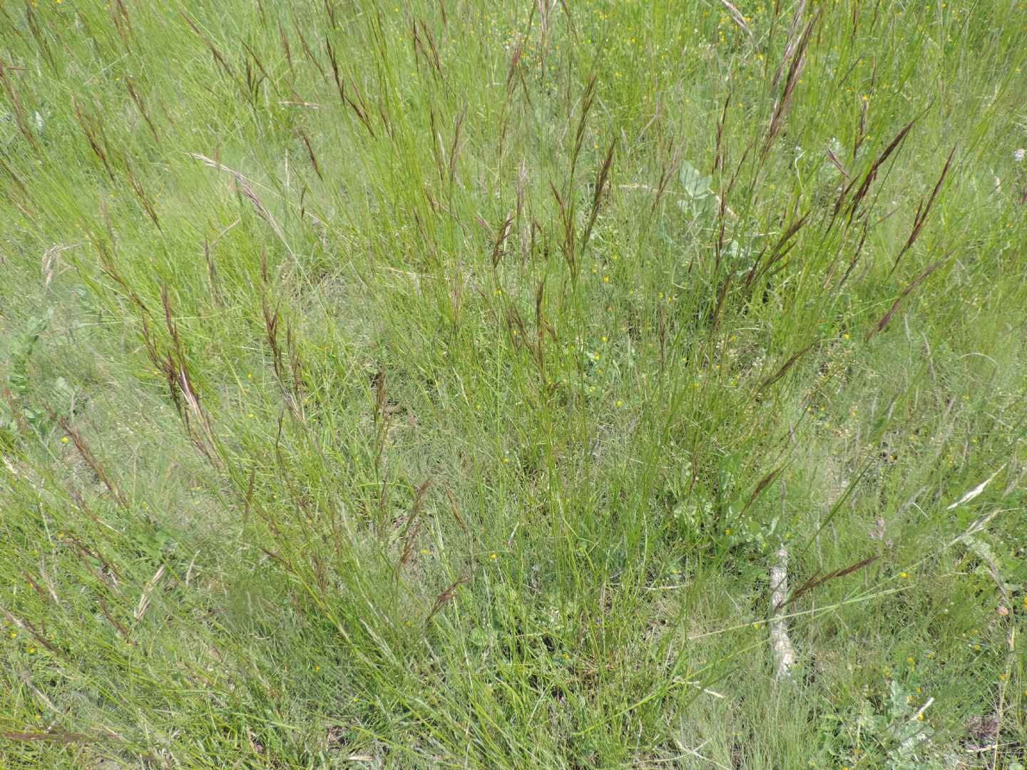 Curculionidae: Larinus pollinis