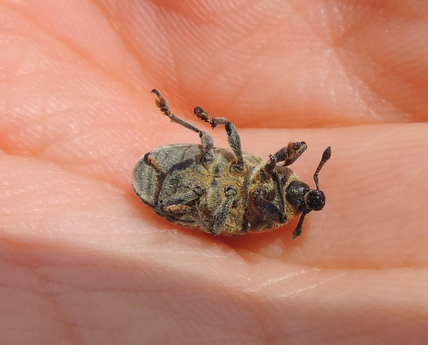 Curculionidae: Larinus pollinis