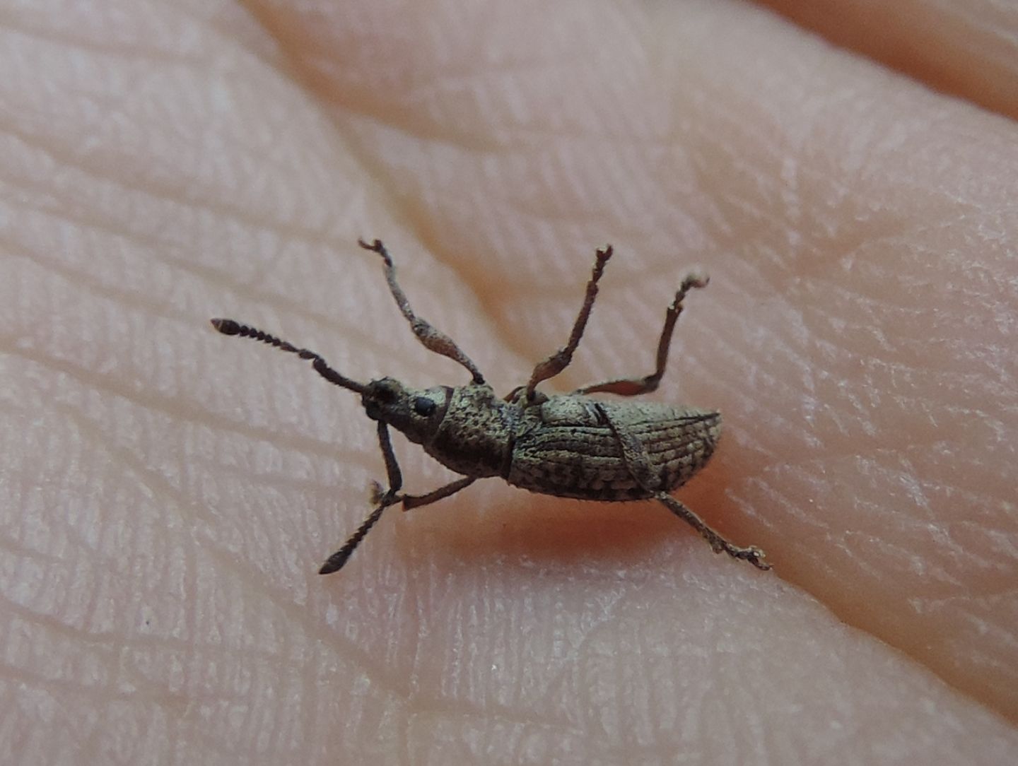 Curculionidae:  Simo hirticornis