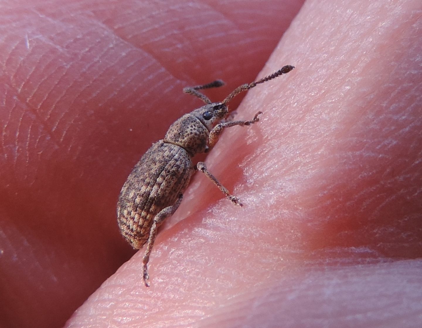 Curculionidae:  Simo hirticornis