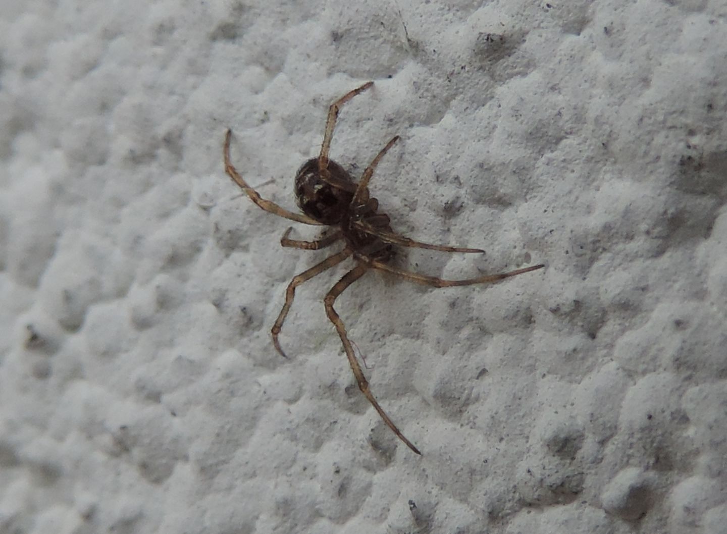 Theridiidae:  Steatoda triangulosa - Magliano Alfieri (CN)