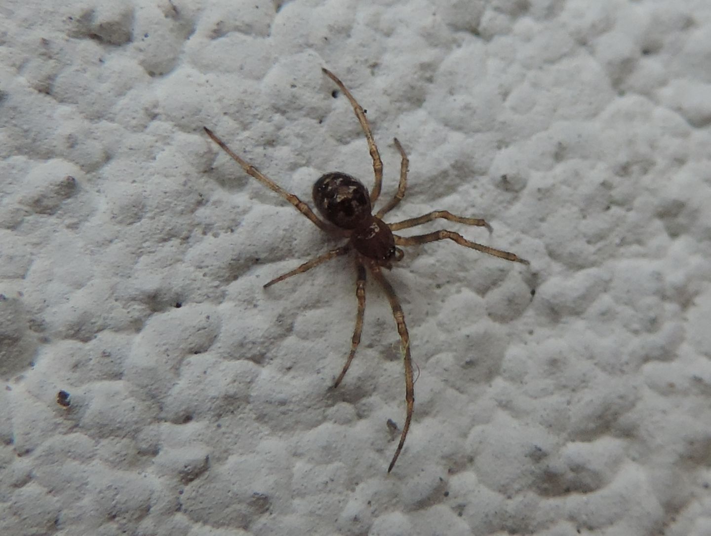 Theridiidae:  Steatoda triangulosa - Magliano Alfieri (CN)