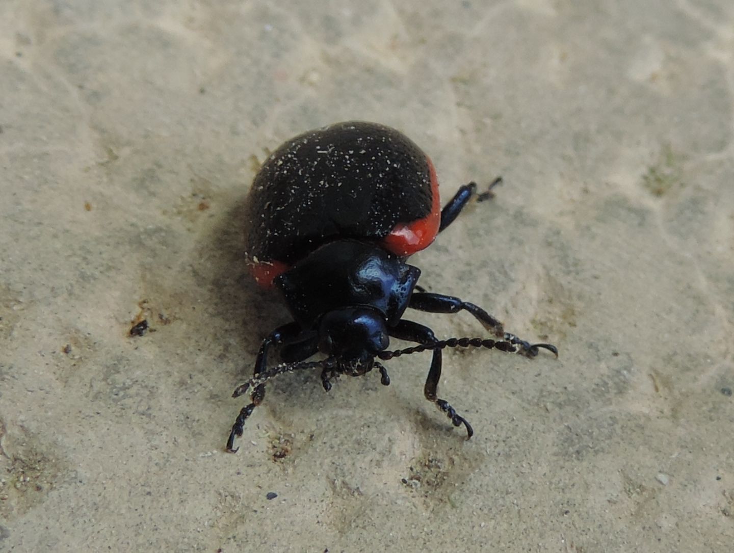 Chrysolina rossia? S.