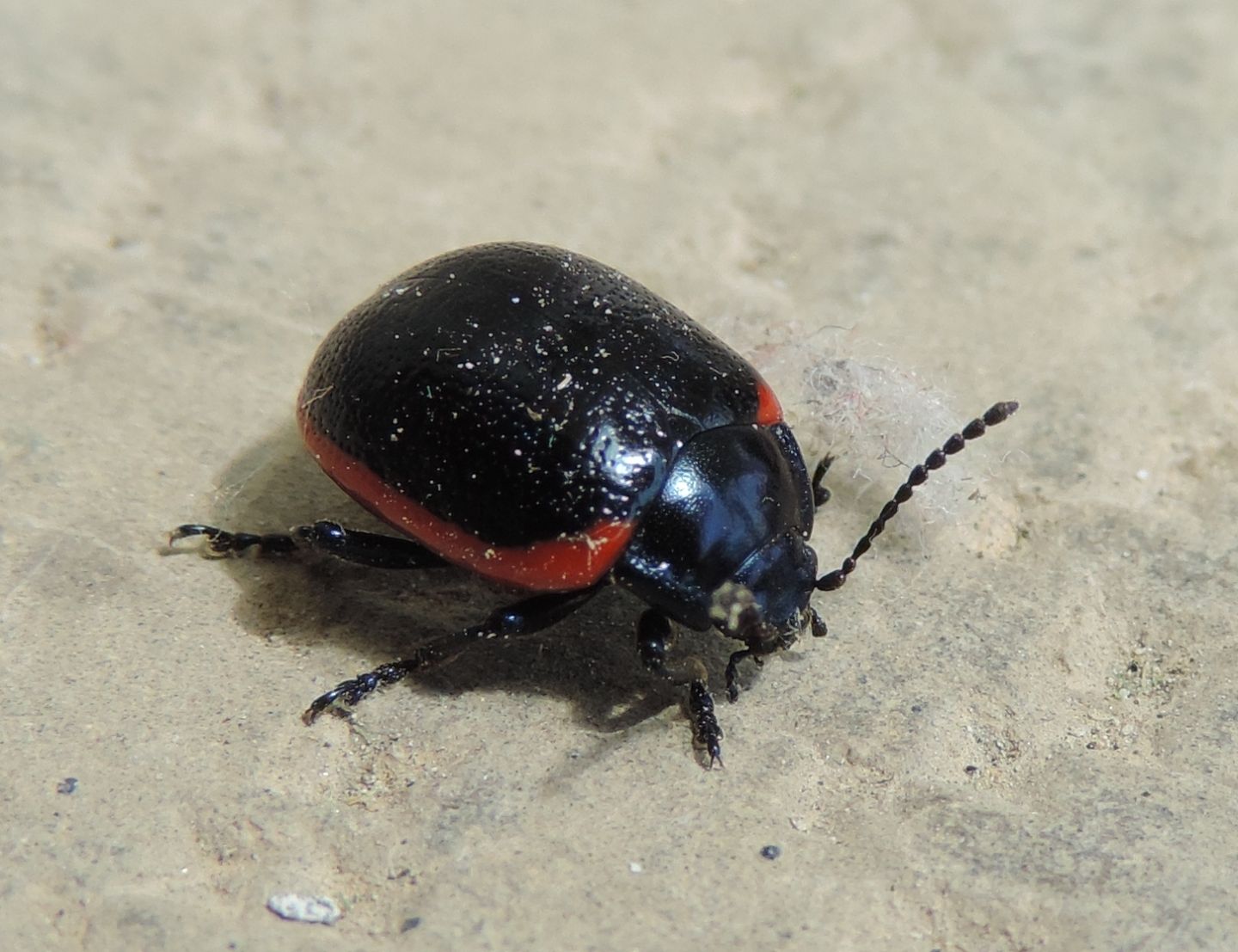 Chrysolina rossia? S.