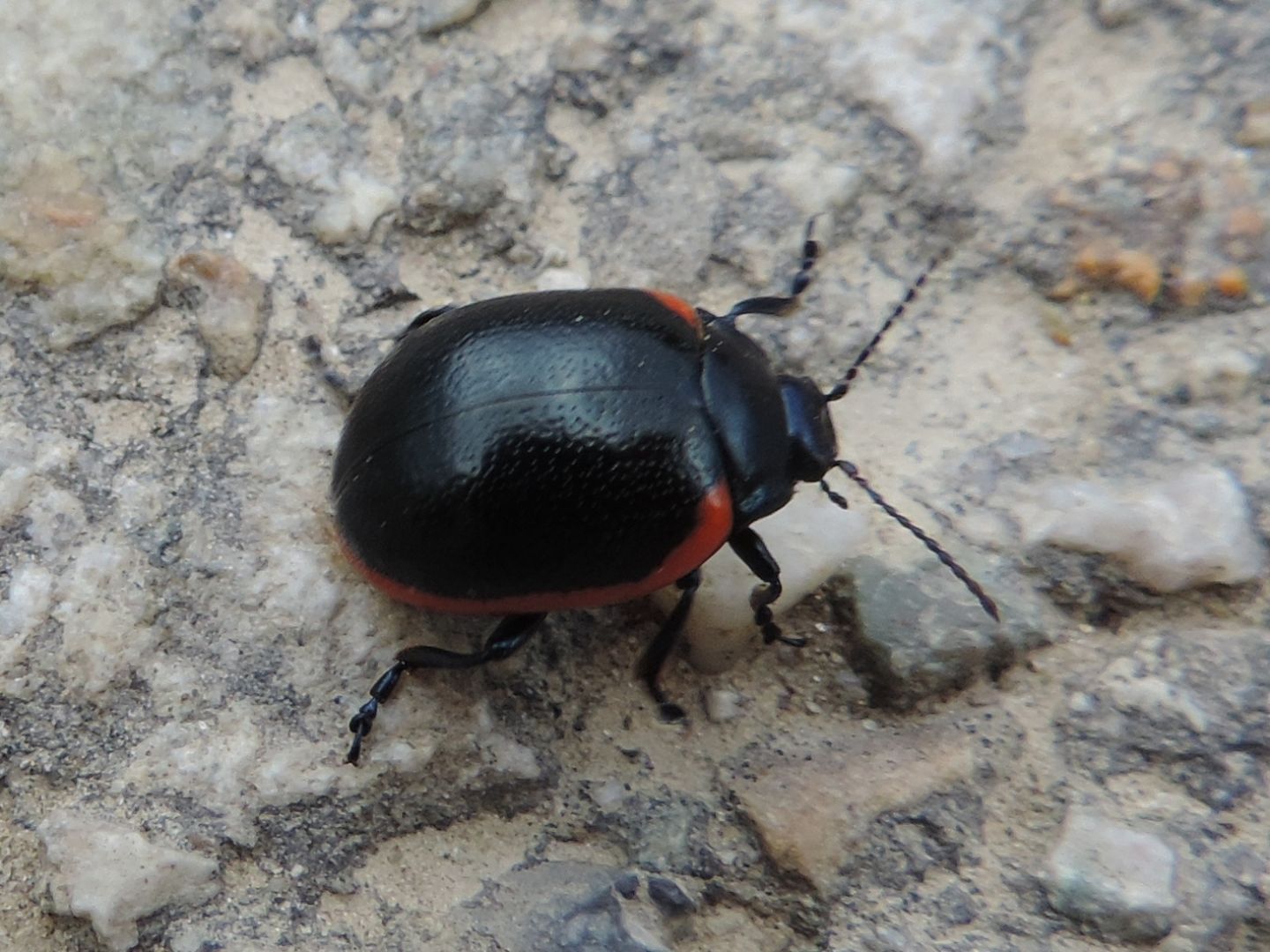 Chrysolina rossia? S.