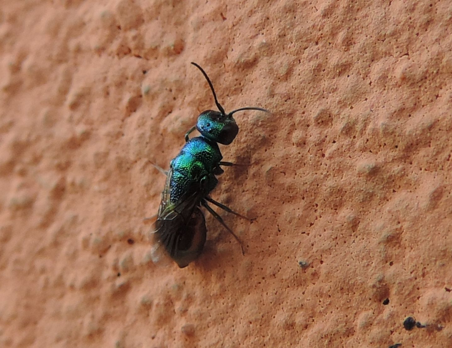 Chrysididae da identificare: Elampus sp.