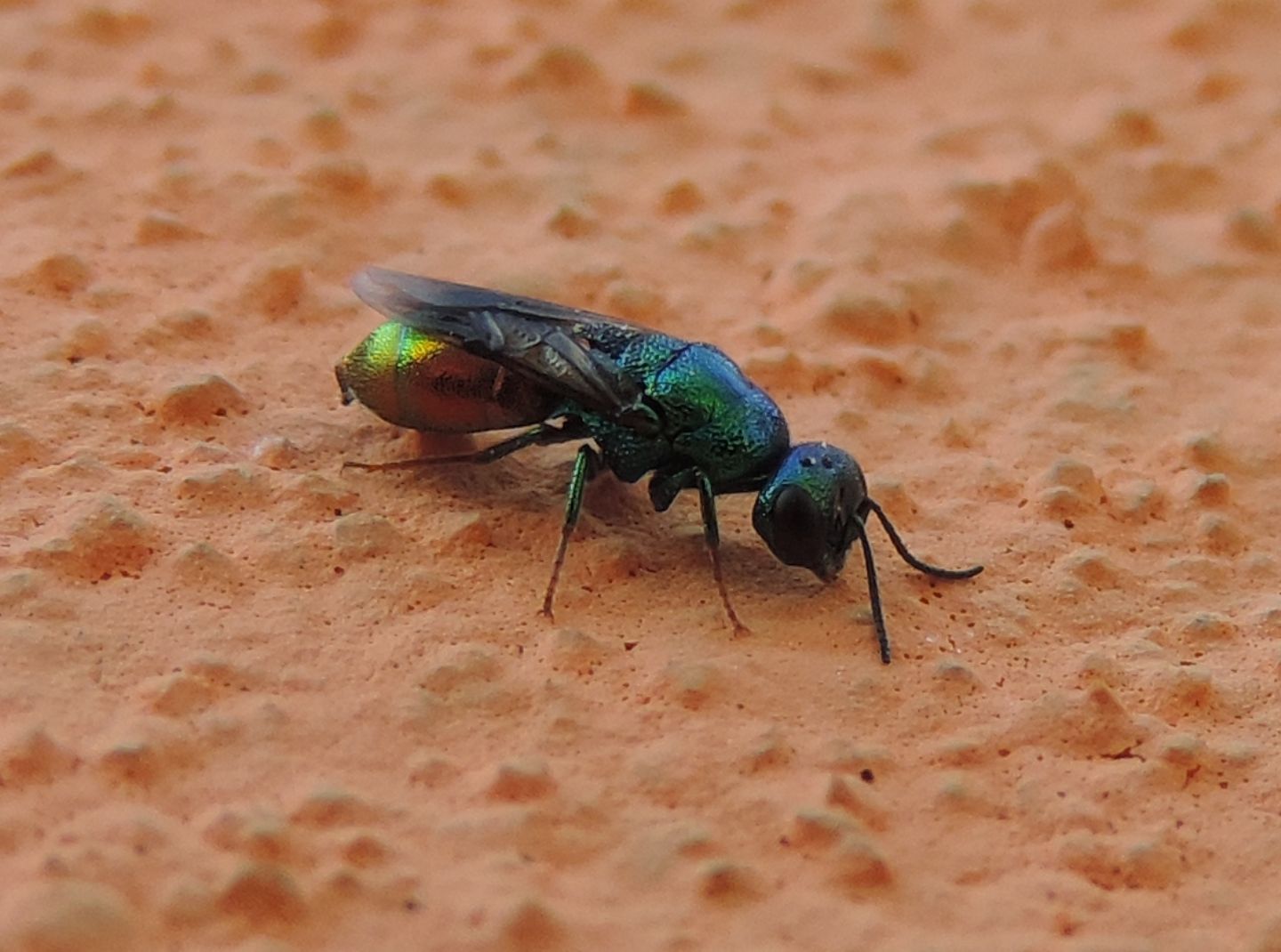 Chrysididae da identificare: Elampus sp.