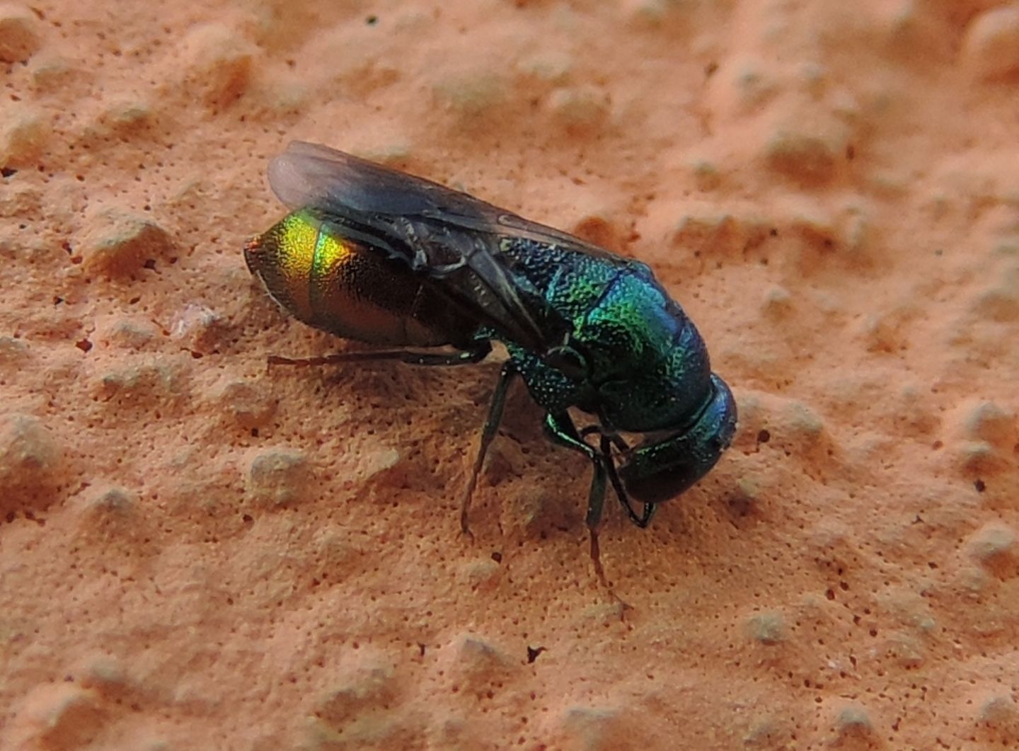 Chrysididae da identificare: Elampus sp.