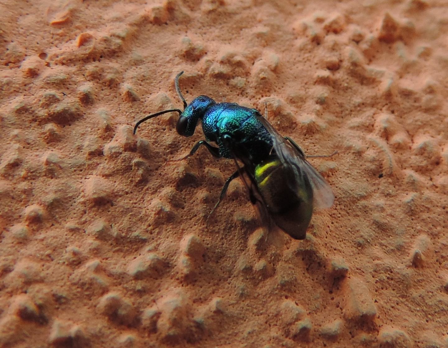 Chrysididae da identificare: Elampus sp.