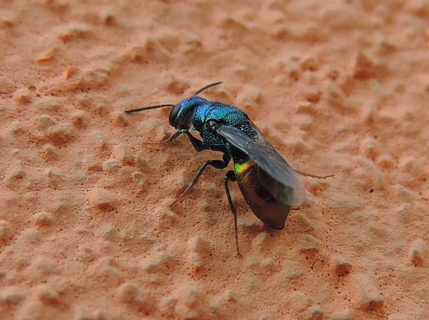 Chrysididae da identificare: Elampus sp.