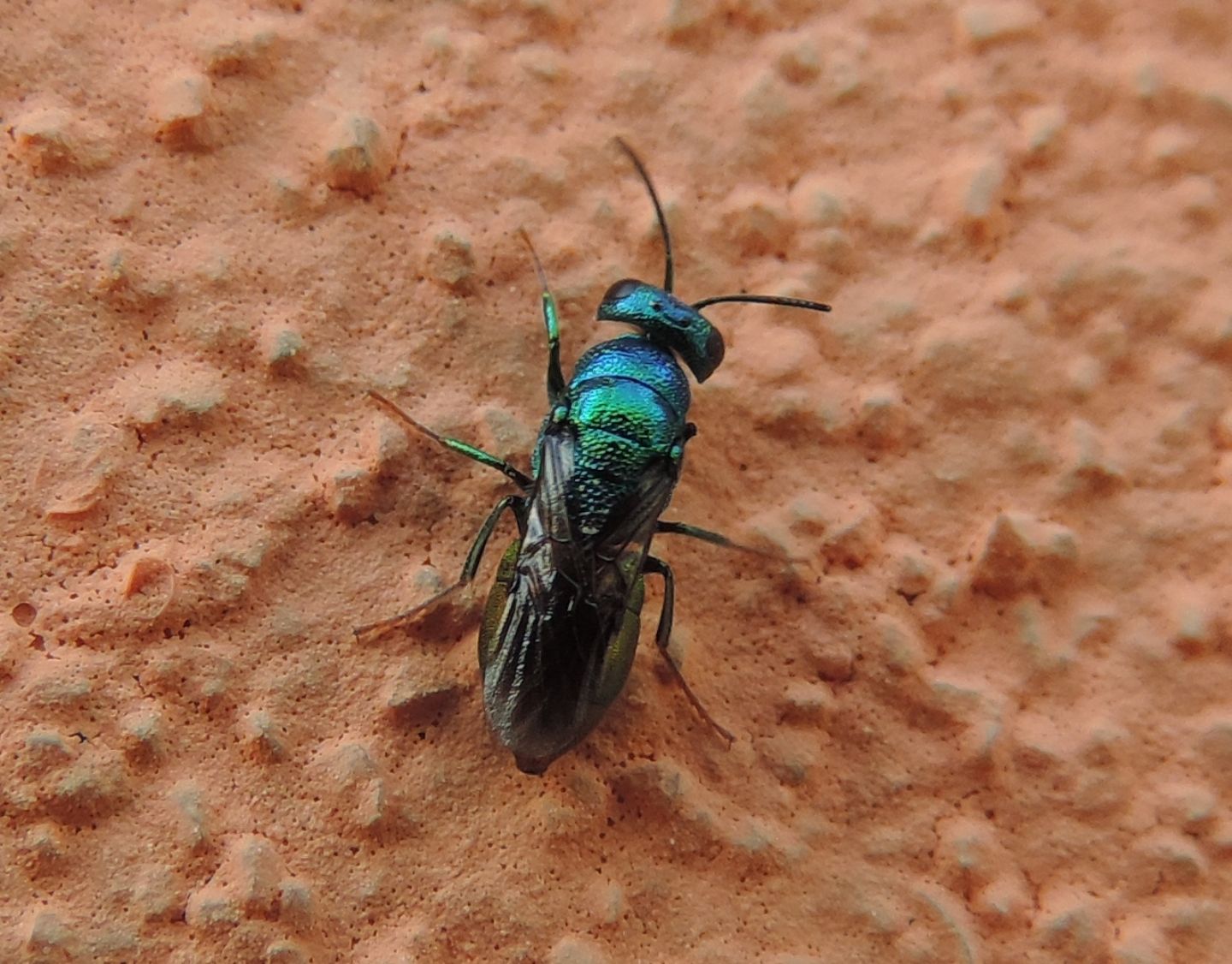 Chrysididae da identificare: Elampus sp.